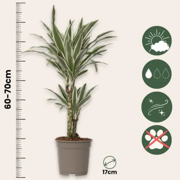 Drageplante - Sæt 2 - Dracaena deremensis 'White Stripe' - Højde 60-70cm - ⌀17cm
