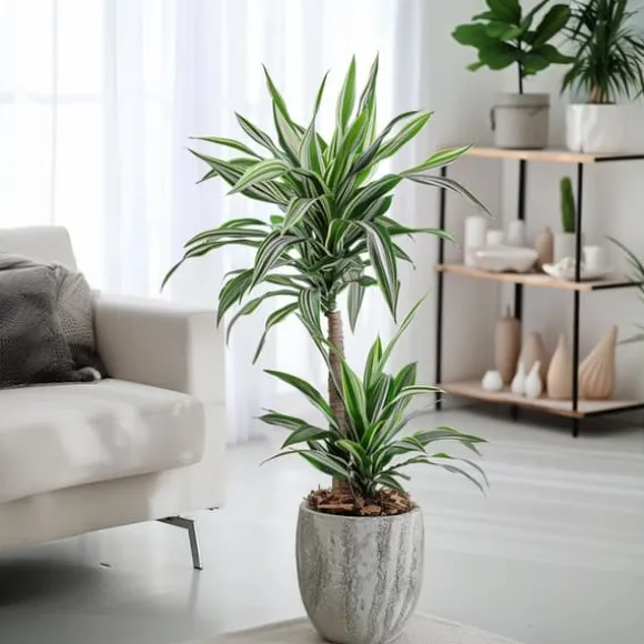 Drageplante - Sæt 2 - Dracaena deremensis 'White Stripe' - Højde 60-70cm - ⌀17cm