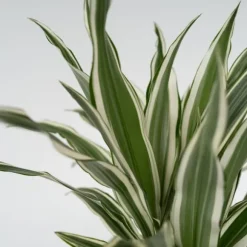 Drageplante - Sæt 2 - Dracaena deremensis 'White Stripe' - Højde 60-70cm - ⌀17cm