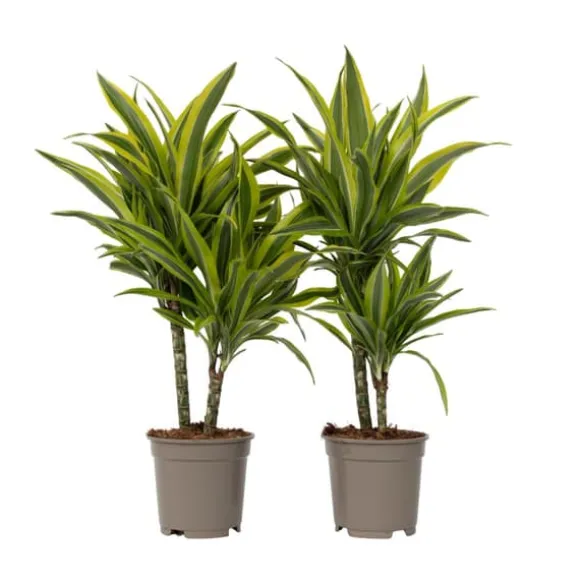 Drageplante - Sæt 2 - Dracaena deremensis 'Lemon Lime' - Højde 60-70cm - ⌀17cm