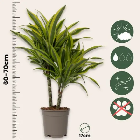 Drageplante - Sæt 2 - Dracaena deremensis 'Lemon Lime' - Højde 60-70cm - ⌀17cm