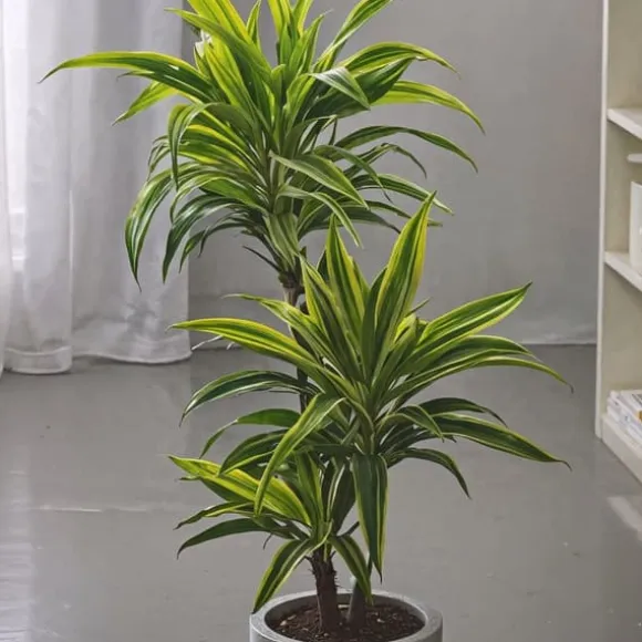 Drageplante - Sæt 2 - Dracaena deremensis 'Lemon Lime' - Højde 60-70cm - ⌀17cm
