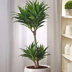 Drageplante - Sæt med 2 - Dracaena surculosa - Højde 50-65cm - ⌀17cm