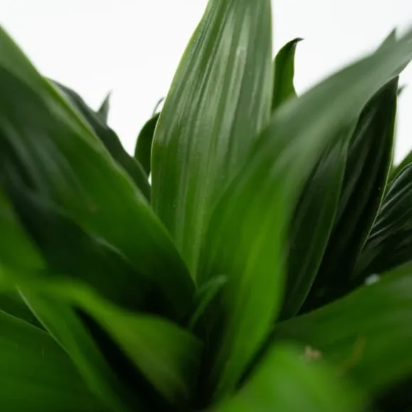 Drageplante - Sæt med 2 - Dracaena surculosa - Højde 50-65cm - ⌀17cm