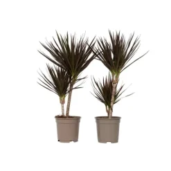 Drageplante drageblodstræ - Sæt 2 - Dracaena 'Magenta' - Højde 70-80cm - ⌀17cm
