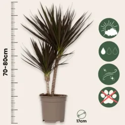 Drageplante drageblodstræ - Sæt 2 - Dracaena 'Magenta' - Højde 70-80cm - ⌀17cm