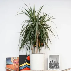 Drageplante drageblodstræ - Sæt 2 - Dracaena 'Magenta' - Højde 70-80cm - ⌀17cm