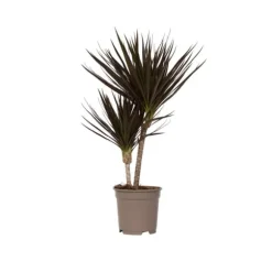 Drageplante drageblodstræ - Dracaena marginata 'Magenta' - Højde 70-80cm - ⌀17cm