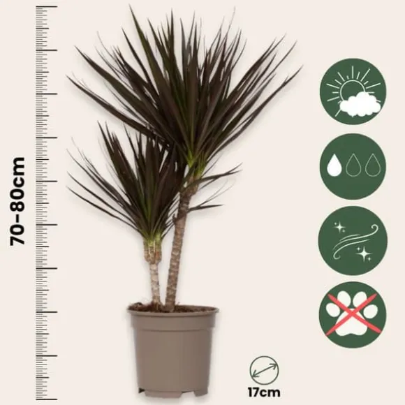 Drageplante drageblodstræ - Dracaena marginata 'Magenta' - Højde 70-80cm - ⌀17cm