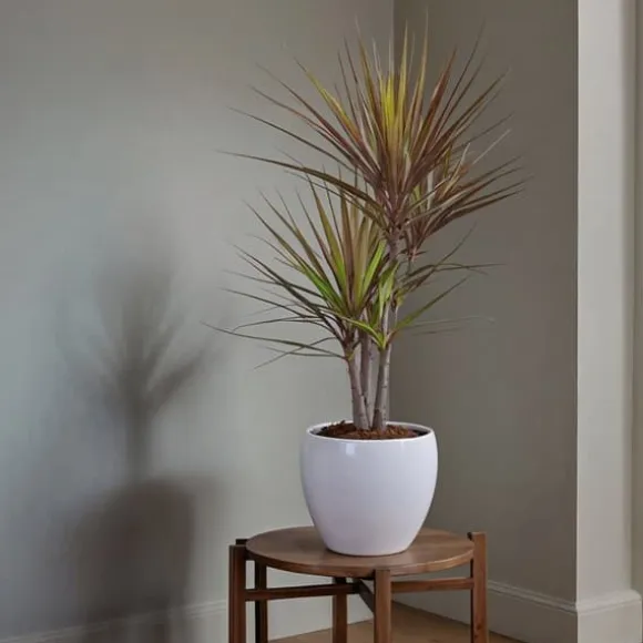 Drageplante drageblodstræ - Dracaena marginata 'Magenta' - Højde 70-80cm - ⌀17cm