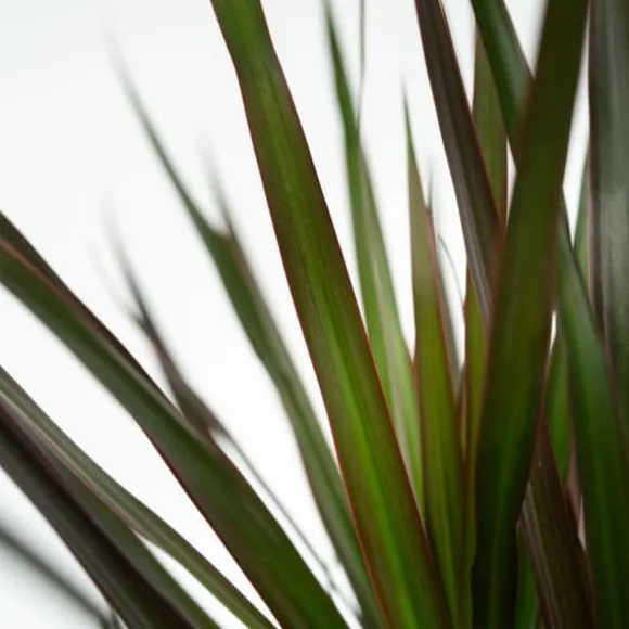 Drageplante drageblodstræ - Dracaena marginata 'Magenta' - Højde 70-80cm - ⌀17cm