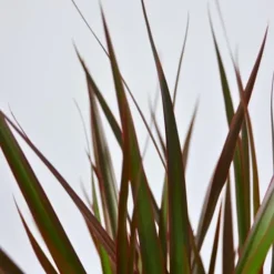 Drageplante drageblodstræ - Dracaena 'Magenta' - Højde 110-130cm - ⌀24cm