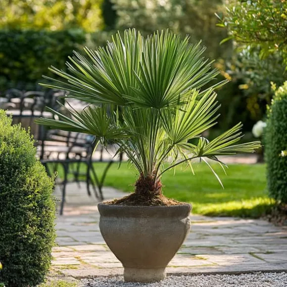Dværgpalme - Chamaerops humilis - Højde 50-60cm - ⌀15cm
