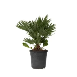 Dværgpalme - Chamaerops 'Vulcano' - Højde 45-55cm - ⌀24cm