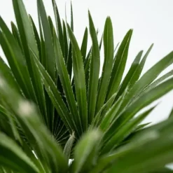 Dværgpalme - Chamaerops 'Vulcano' - Højde 45-55cm - ⌀24cm