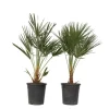 Dværgpalme - Sæt med 2 - Chamaerops humilis - Højde 70-80cm - ⌀21cm