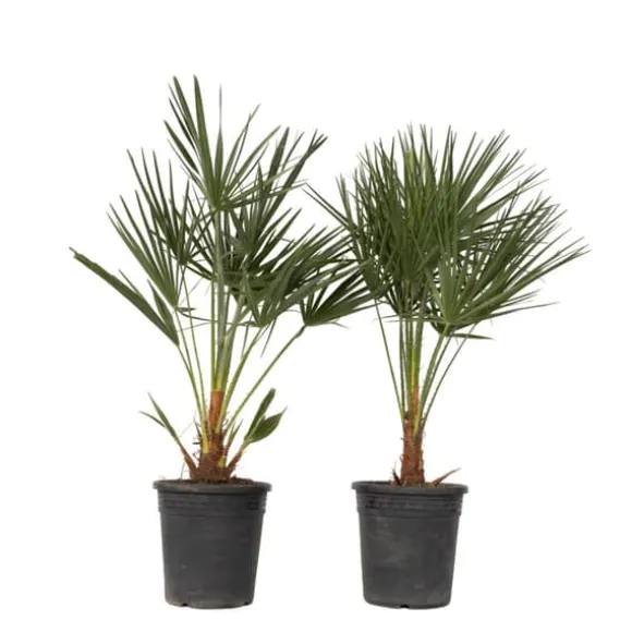 Dværgpalme - Sæt med 2 - Chamaerops humilis - Højde 70-80cm - ⌀21cm