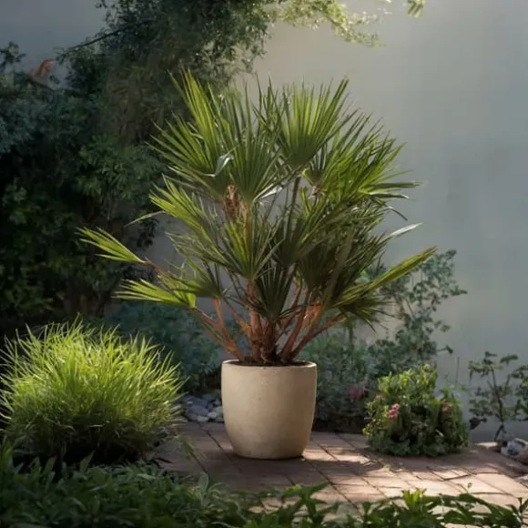Dværgpalme - Sæt med 2 - Chamaerops humilis - Højde 70-80cm - ⌀21cm