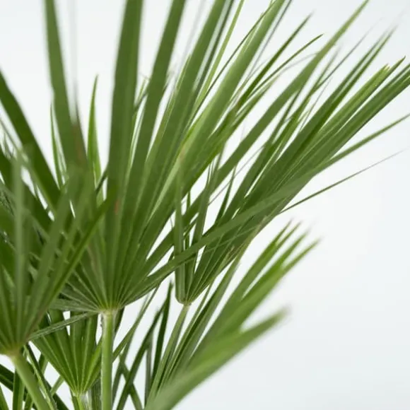 Dværgpalme - Sæt med 2 - Chamaerops humilis - Højde 70-80cm - ⌀21cm