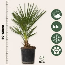 Dværgpalme - Sæt med 2 - Chamaerops humilis - Højde 50-60cm - ⌀15cm