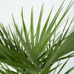 Dværgpalme - Sæt med 2 - Chamaerops humilis - Højde 50-60cm - ⌀15cm
