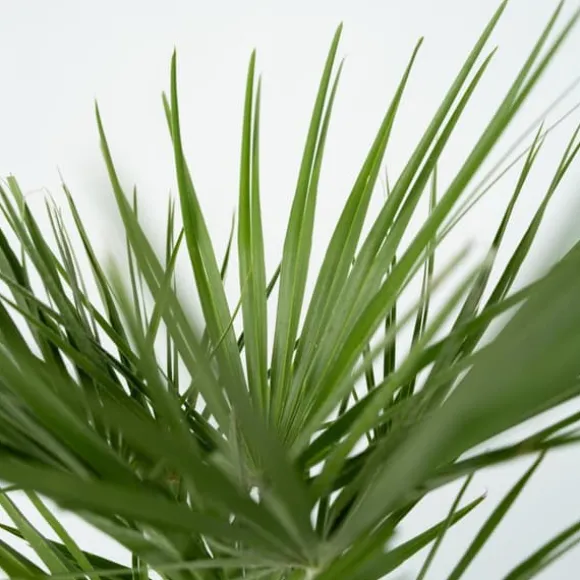 Dværgpalme - Sæt med 2 - Chamaerops humilis - Højde 50-60cm - ⌀15cm