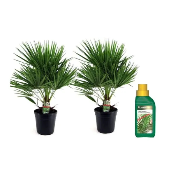 Dværgpalme - Sæt med 2 - Chamaerops humilis - Højde 70-80cm - ⌀21cm