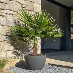 Dværgpalme - Sæt med 2 - Chamaerops humilis - Højde 70-80cm - ⌀21cm