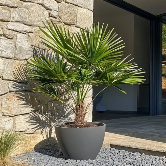 Dværgpalme - Sæt med 2 - Chamaerops humilis - Højde 70-80cm - ⌀21cm