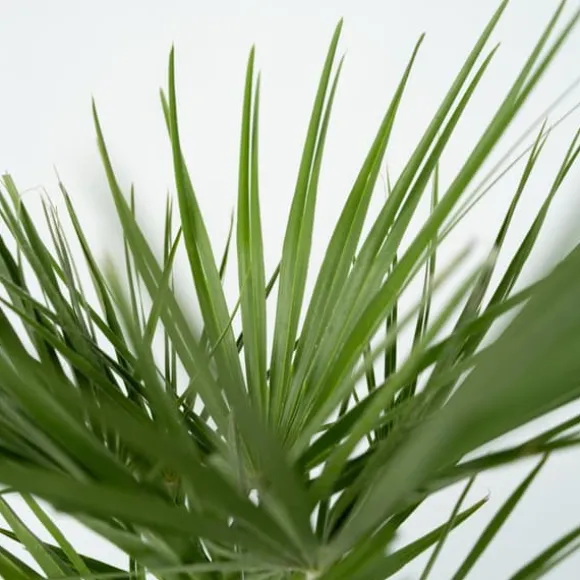 Dværgpalme - Sæt med 2 - Chamaerops humilis - Højde 70-80cm - ⌀21cm