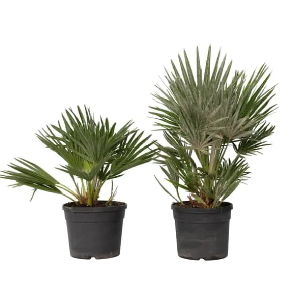 Dværgpalme - Sæt med 2 - Chamaerops 'Vulcano' - Højde 35-45cm - ⌀19cm