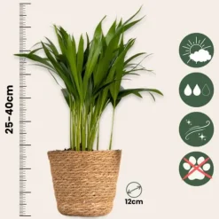 Dyrevenlige planter - Sæt 4 m. kurve - H.25-40cm - ⌀12cm