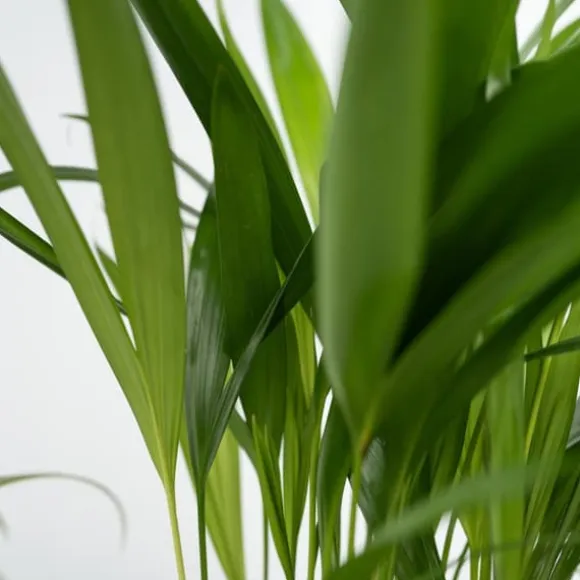 Dyrevenlige planter - Sæt 4 m. kurve - H.25-40cm - ⌀12cm