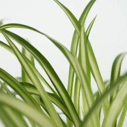 Dyrevenlige planter - Sæt 4 m. kurve - H.25-40cm - ⌀12cm