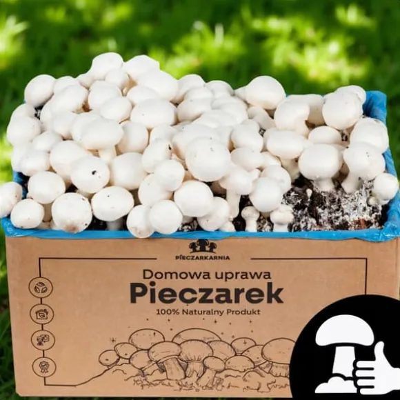 Dyrkningssæt til svampemycelium, 8 kg, instruktioner til hjemmedyrkning + gratis gave