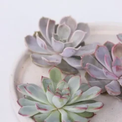 Echeveria DIY Mix - Sæt med 5 - Echeveria lilacina - Højde 7cm