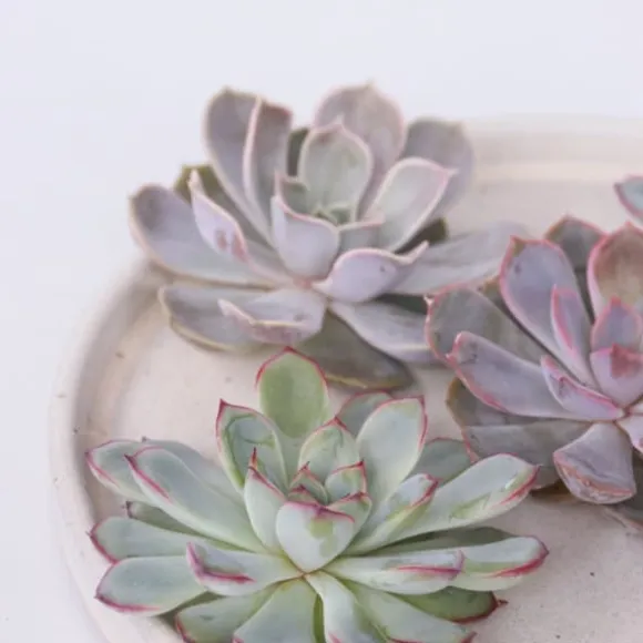 Echeveria DIY Mix - Sæt med 5 - Echeveria lilacina - Højde 7cm
