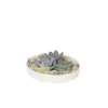 Echeveria Garden Mix Hvid - Echeveria lilacina - Højde 8cm