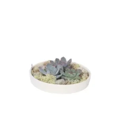 Echeveria Garden Mix Hvid - Echeveria lilacina - Højde 8cm