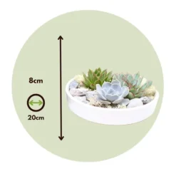 Echeveria Garden Mix Hvid - Echeveria lilacina - Højde 8cm