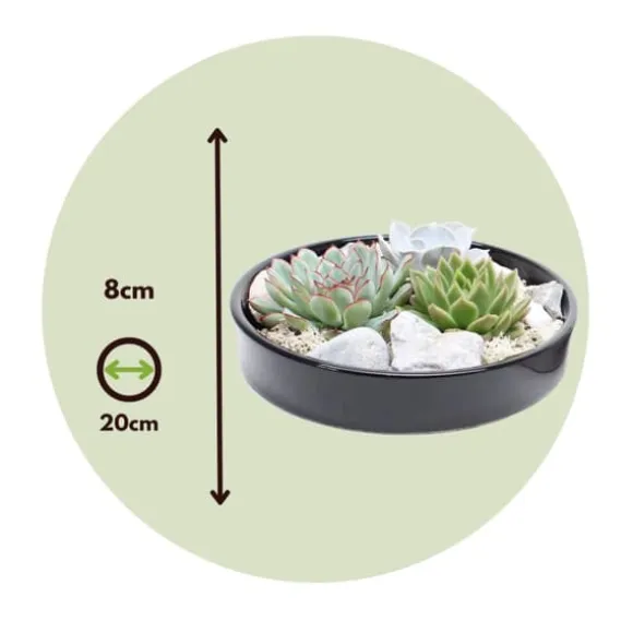 Echeveria Garden Mix Sort - Echeveria lilacina - Højde 8cm