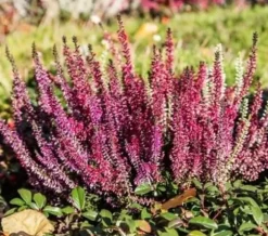 Efterårsgødning til syreelskende planter GardenStart 5kg