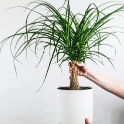 Elefantfod - Beaucarnea 'recurvata' - Højde 60-70cm - ⌀21cm