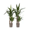 Elefantfod - Sæt med 2 - Yucca elephantipes - Højde 70-80cm - ⌀17cm