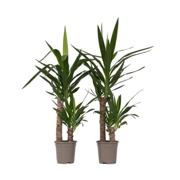 Elefantfod - Sæt med 2 - Yucca elephantipes - Højde 70-80cm - ⌀17cm