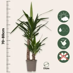 Elefantfod - Sæt med 2 - Yucca elephantipes - Højde 70-80cm - ⌀17cm