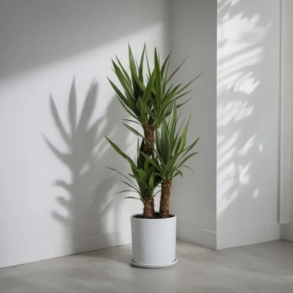 Elefantfod - Sæt med 2 - Yucca elephantipes - Højde 70-80cm - ⌀17cm