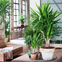 Elefantfod - Sæt med 2 - Yucca elephantipes - Højde 70-80cm - ⌀17cm
