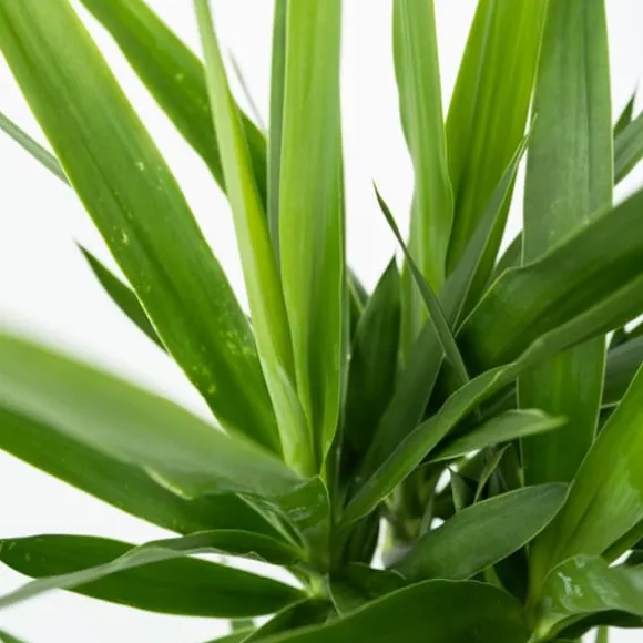 Elefantfod - Sæt med 2 - Yucca elephantipes - Højde 70-80cm - ⌀17cm