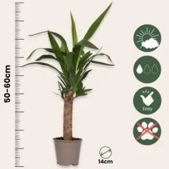 Elefantfod - Yucca elephantipes - Højde 50-60cm - Pot 14cm